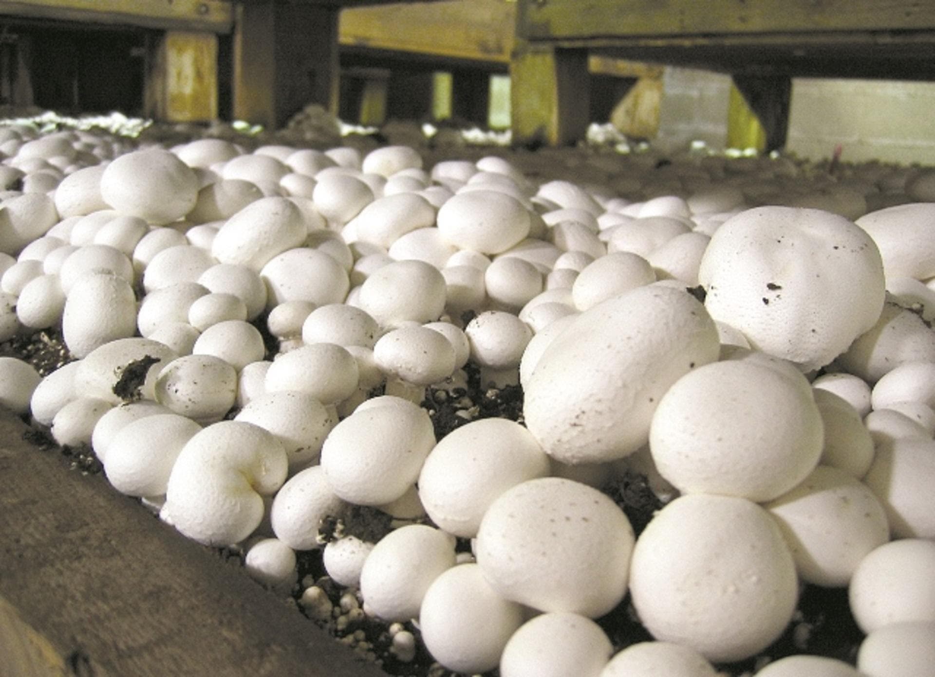 Gombgomba micélium Gombatermesztő készlet