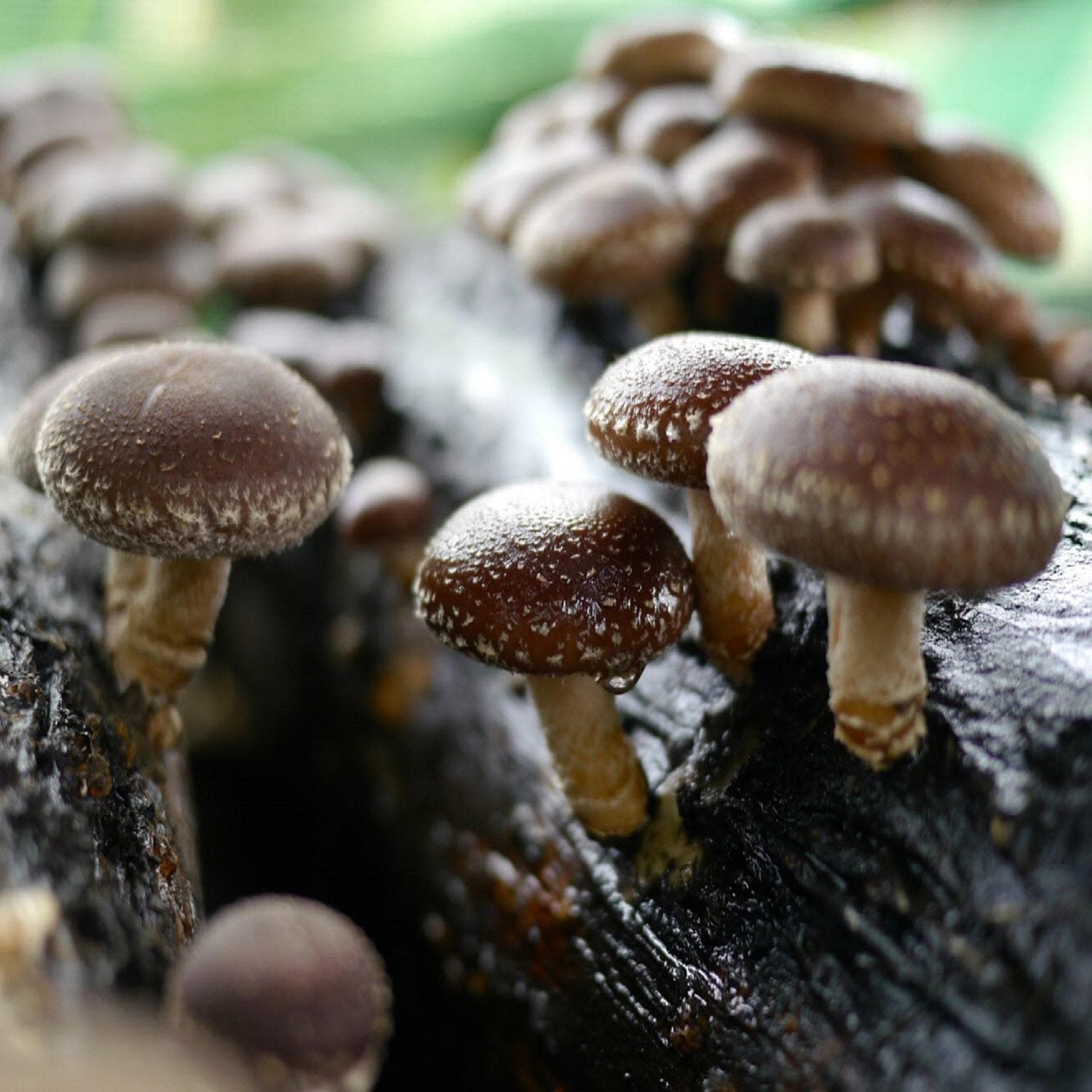 Shiitake micélium - Gombatermesztő készlet - Gombaspórák termesztése